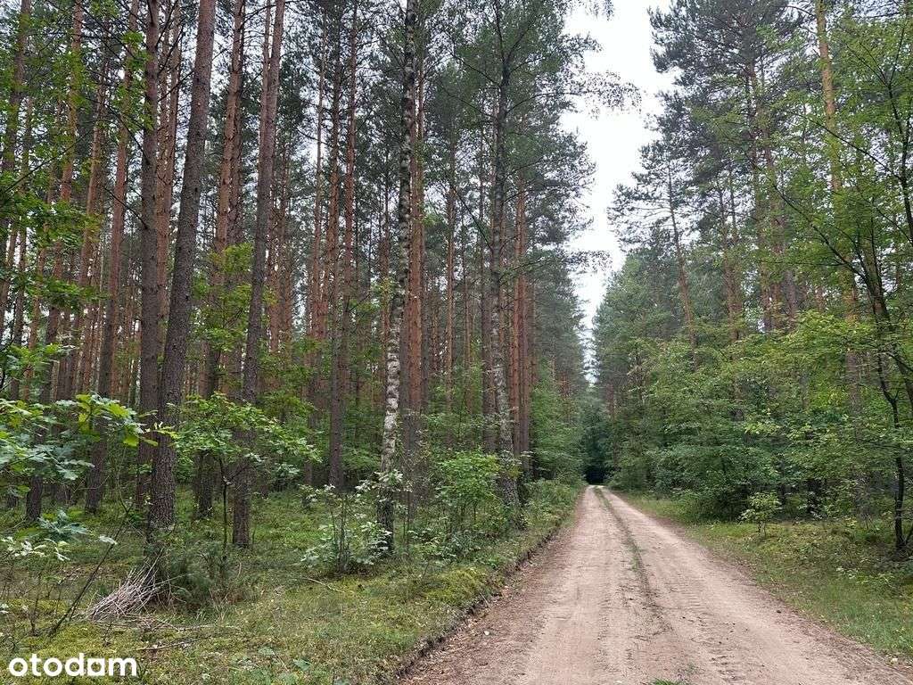 Dom w cichej i zalesionej okolicy, 90 km od Wawy-7