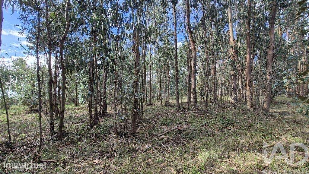 Terreno para construção em Pedreiras - Grande imagem: 4/23