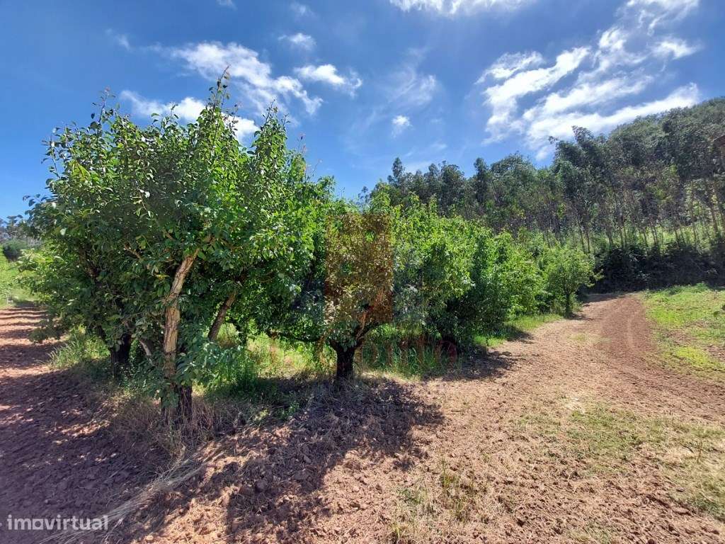 Terreno Rústico com 960 m² em Sancheira Pequena, Óbidos-3