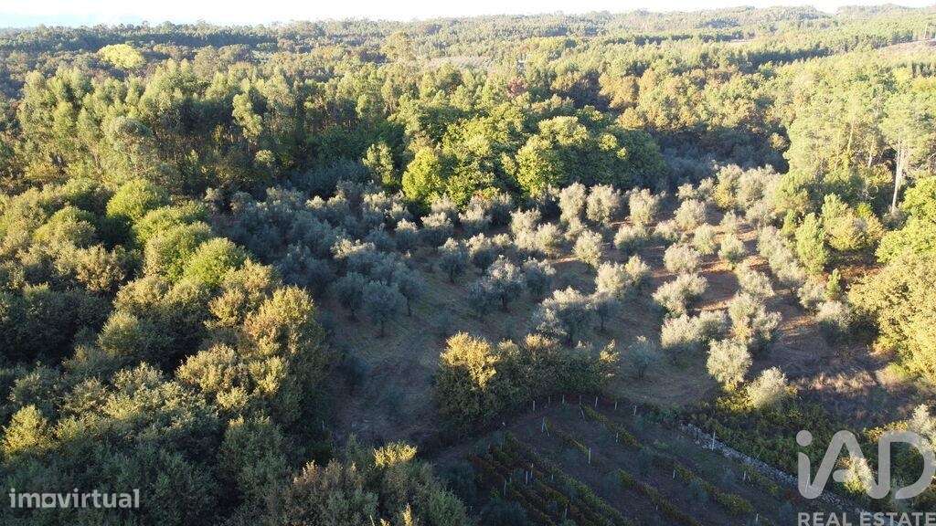Terreno Agrícola em São Cipriano e Vil de Souto - Grande imagem: 3/39