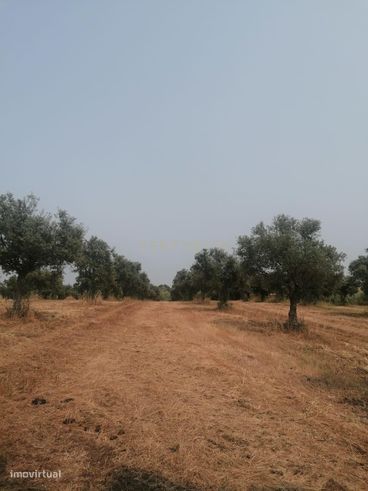 Terreno/Olival  de 11.700 m2 , com Casa para recuperar,  Olival tradic-1