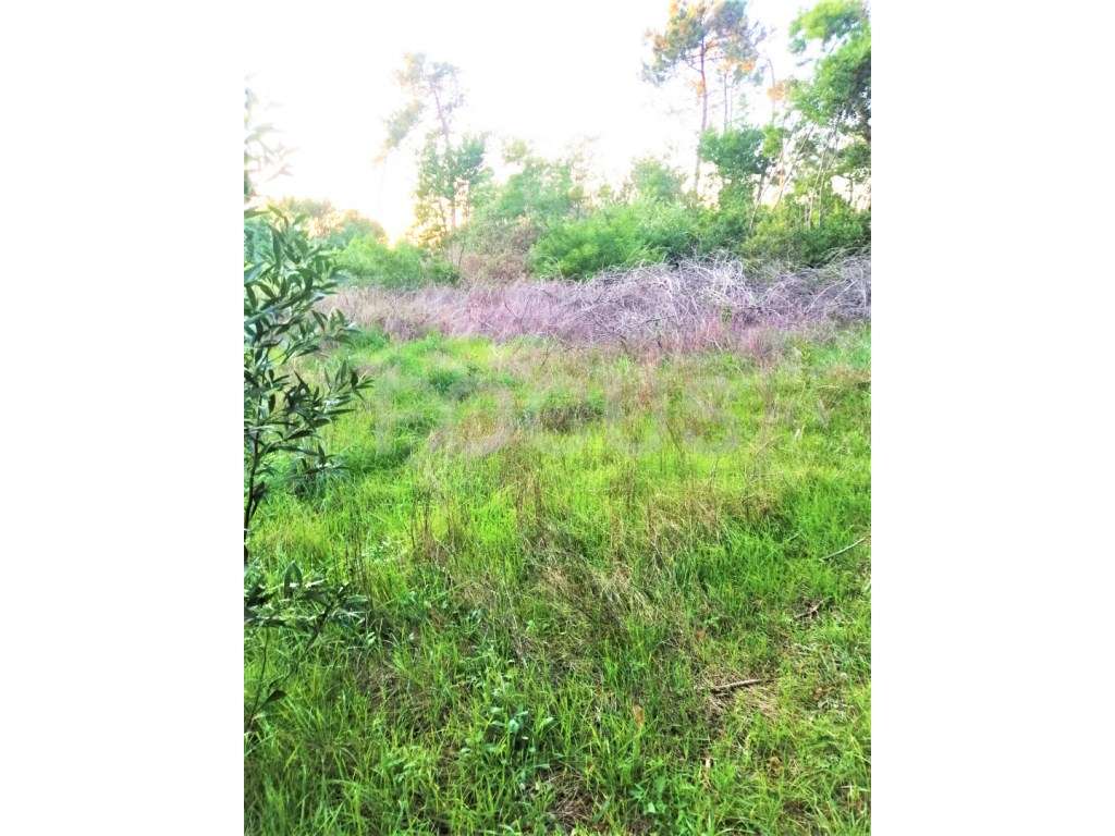 Terreno para equipamento / hotelaria - Gafanha da Nazaré - Grande imagem: 3/3