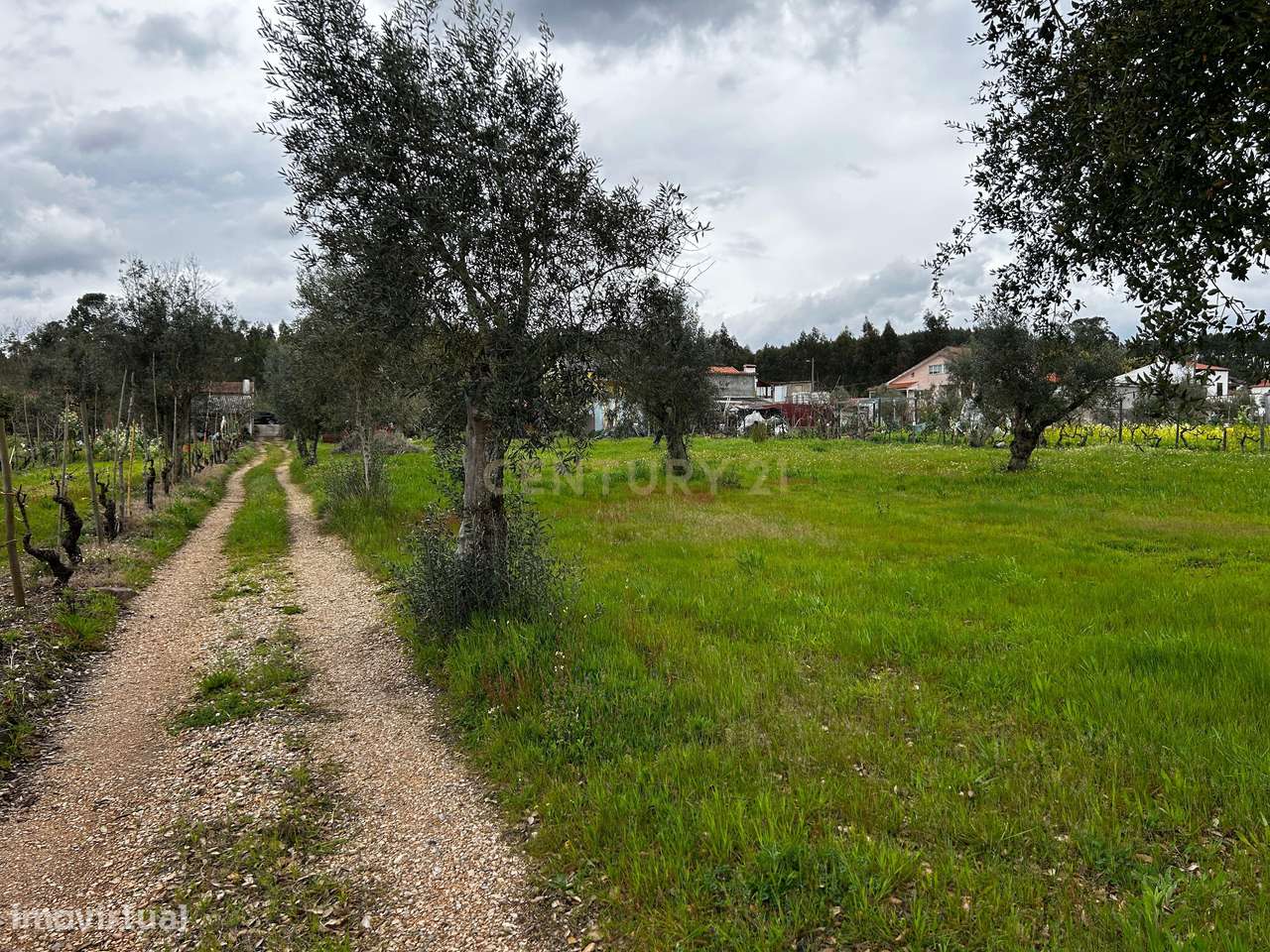 Terreno -  Vila Nova de Poiares - Grande imagem: 4/8