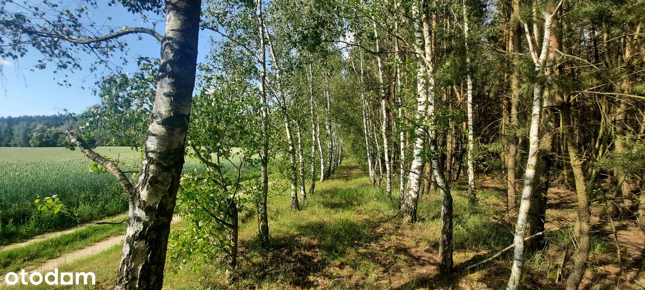 Działka SIEDLISKOWA 1MR 40km od Poznania lasy  jezioro, stadnina koni-7