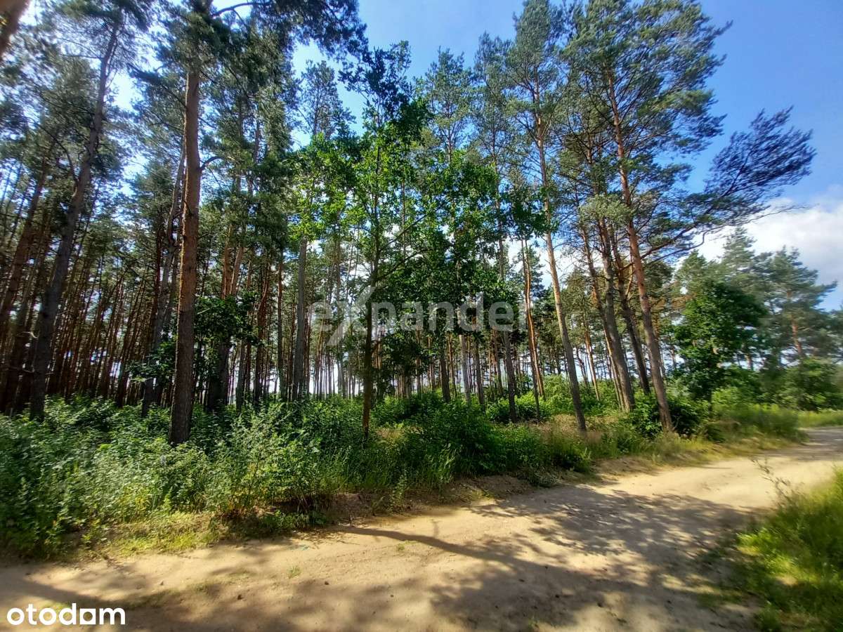 Działka Leśna Pod Rekreację Z Lasem 789 M2 ! - Pełny obrazek: 4/8