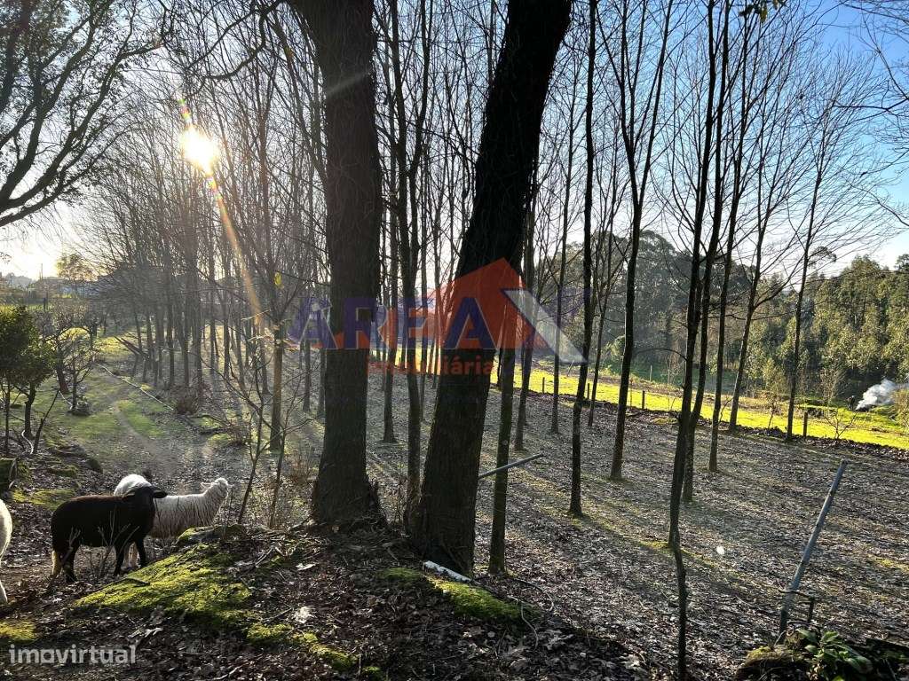 Terreno plano, todo vedado. Tem poço e pomar. Permite construir num... - Grande imagem: 5/19