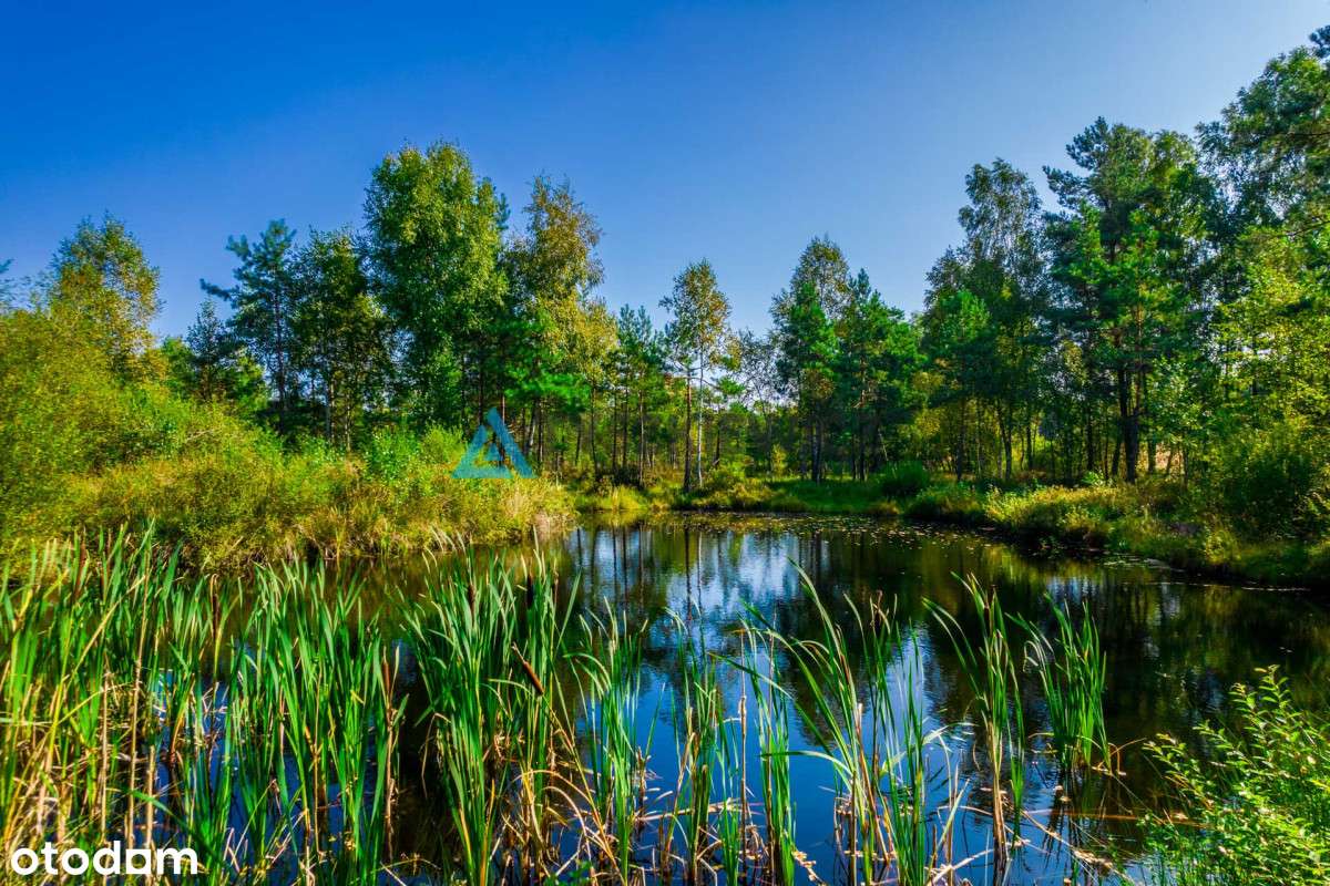 Urokliwa działka w centrum lasu ze stawem! - Pełny obrazek: 2/16