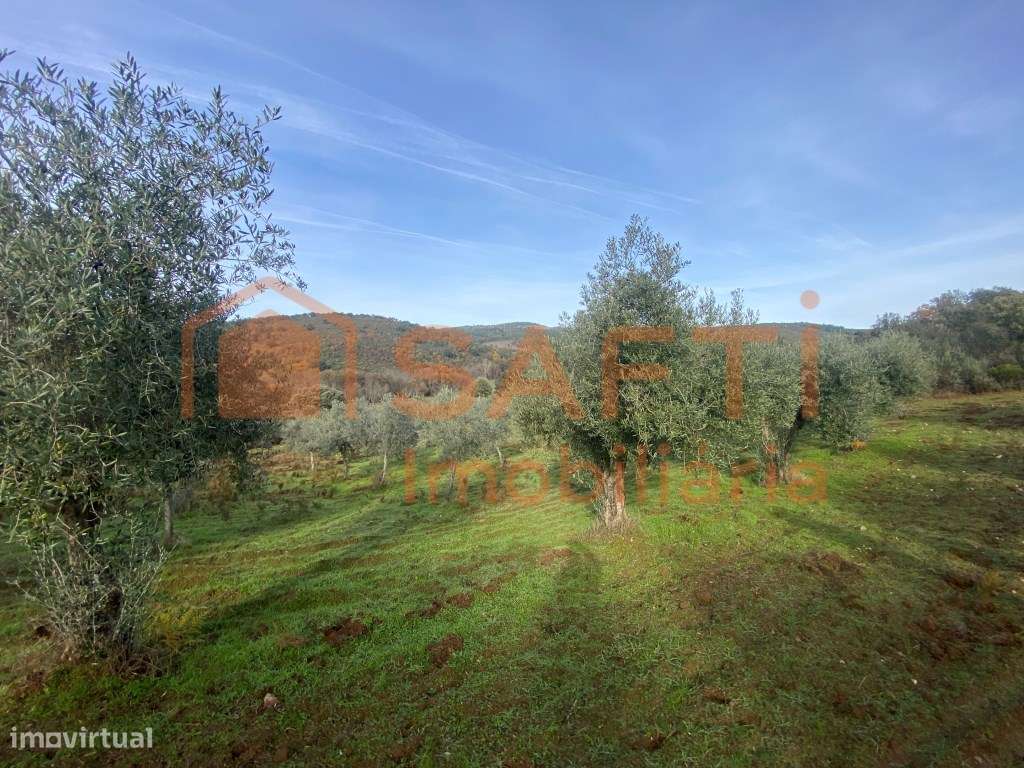 Olival de Excelência com 2,2 Hectares em Macedo de Cavaleiros - Pro...-26