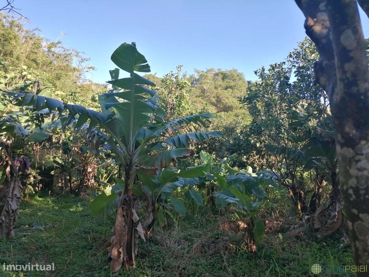 T3 c/Marquise| Flamengos-31