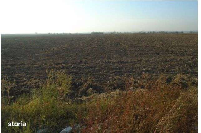 Teren extravilan Loc. Bucovat sat Sarbatoarea, jud. Dolj - Imagine principală: 4/6