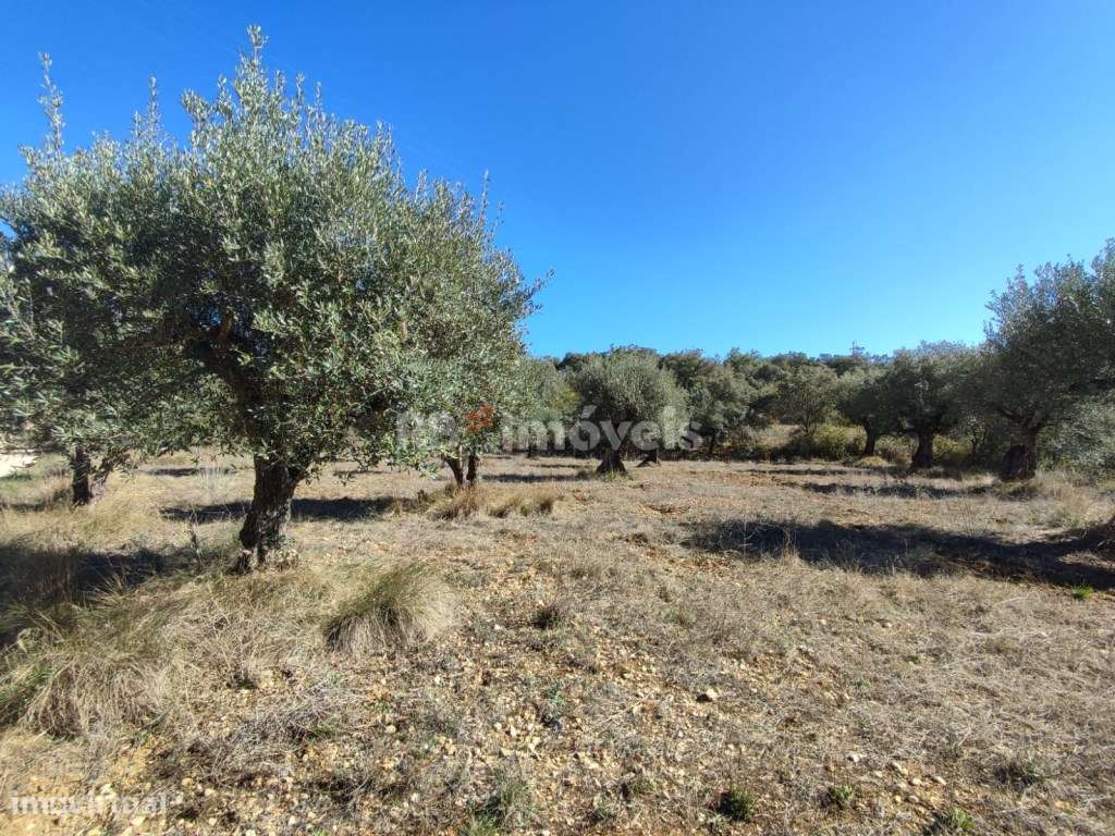 Terreno rústico com 1880m² - Sabrosa, Tomar - Grande imagem: 5/23