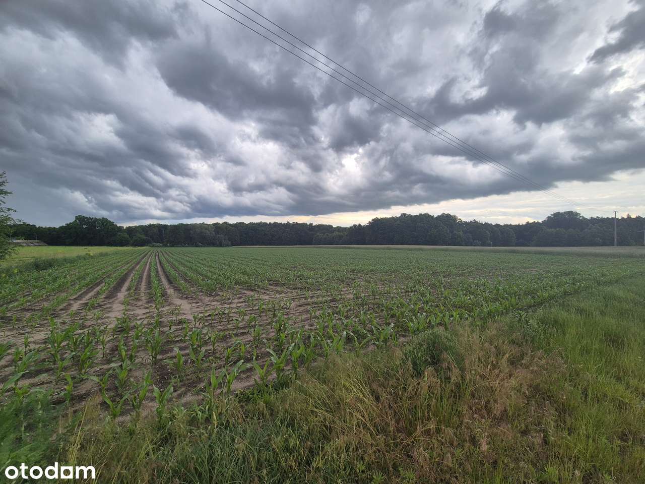 Działka rolna w Wyszkach, dojazd droga gminną! Nowa cena! - Pełny obrazek: 5/8