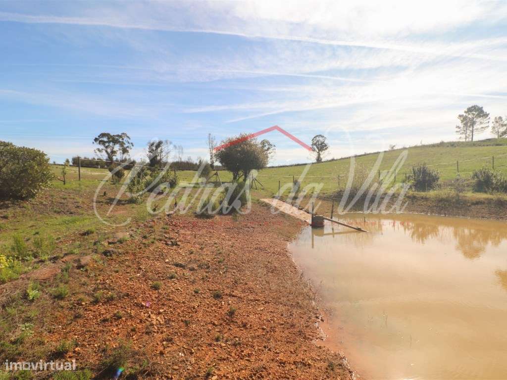 Quinta com 6,5ha em Vale Juncal - São Teotónio-47