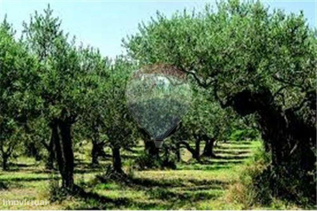 Terreno  para venda - Grande imagem: 1/3