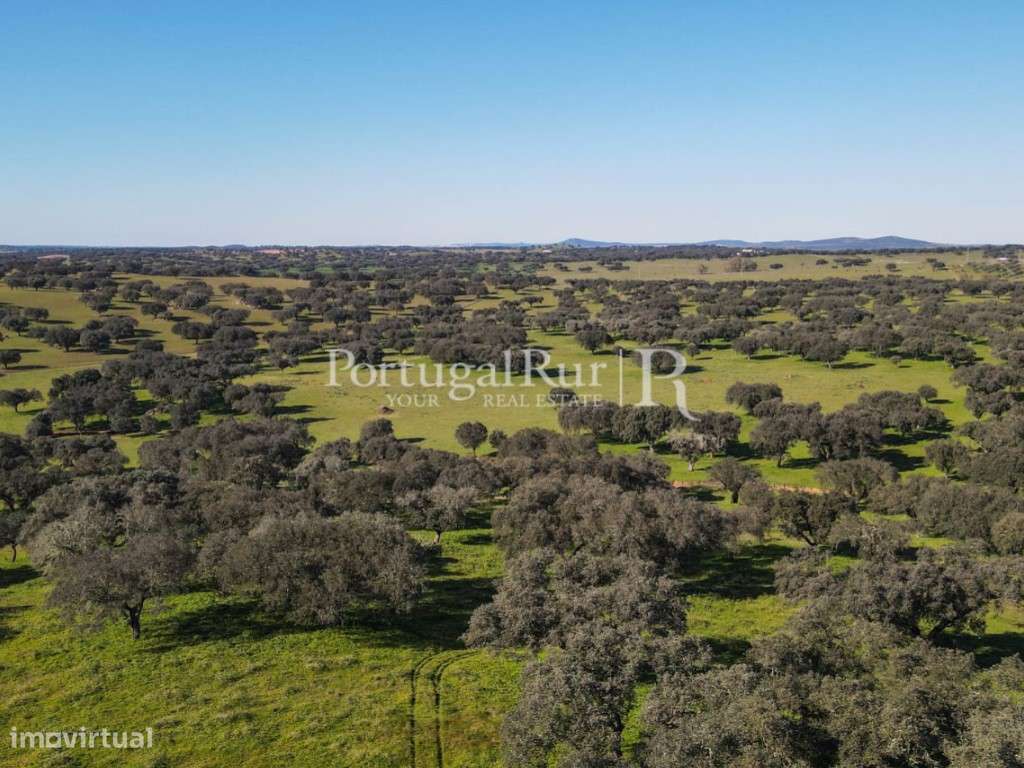 Herdade de 18 hectares perto de Estremoz-24