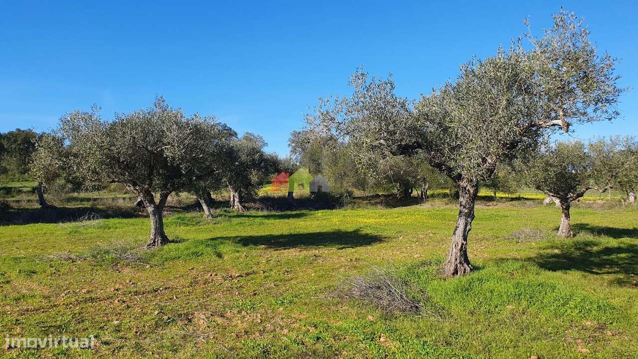 Olival com vinha centenária - Grande imagem: 5/29