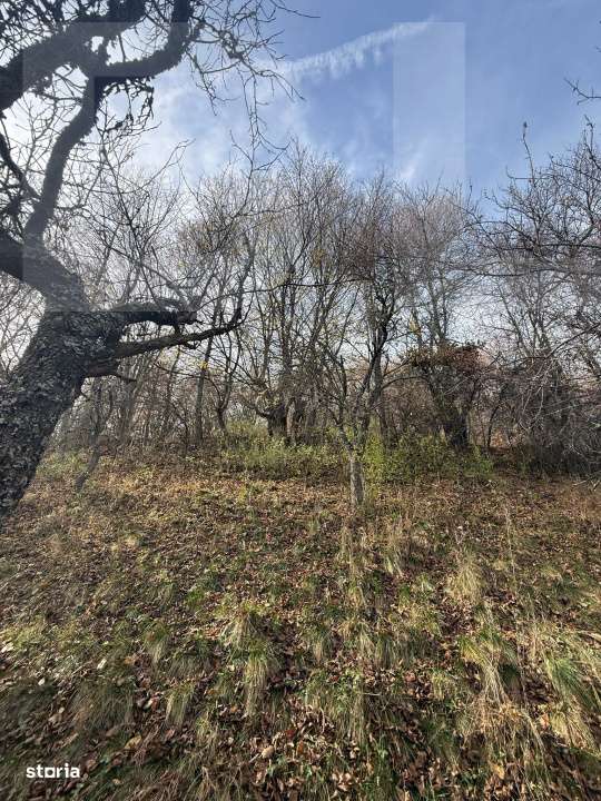 Teren extravilan impadurit, 20424 mp ideal pentru investitie - Imagine principală: 2/5