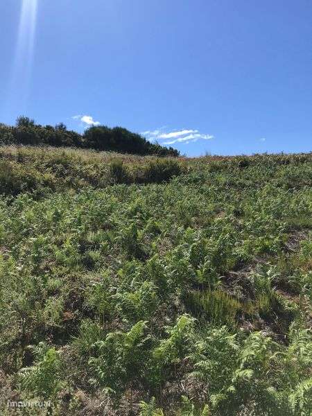 Terreno rústico na berma barragem pisões - Grande imagem: 4/8