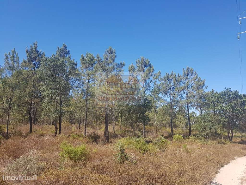 Monte Alentejano em Melides com vistas de mar e lagoa! - Grande imagem: 4/8