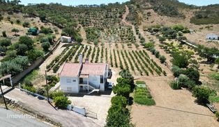 Quinta com 2,3000 hectares em Vale de Santiago - Grande imagem: 2/31