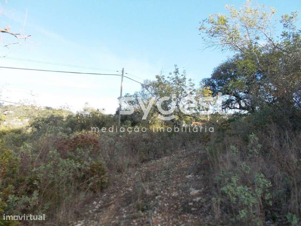 Terreno Rústico para rentabilizar - Grande imagem: 4/11