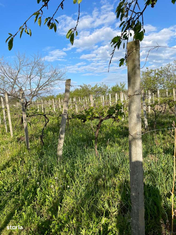 De vanzare Vie cu casuta intravilan Ardud-3