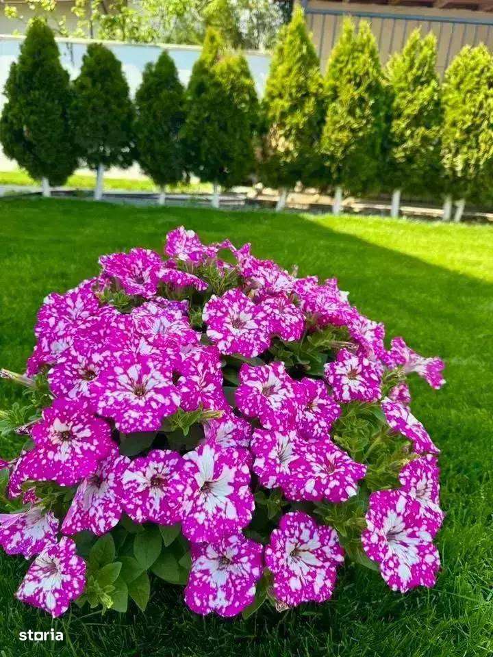 Vila individuala, pompa de caldura, 4 camere, 2 bai+camara - Imagine principală: 5/6