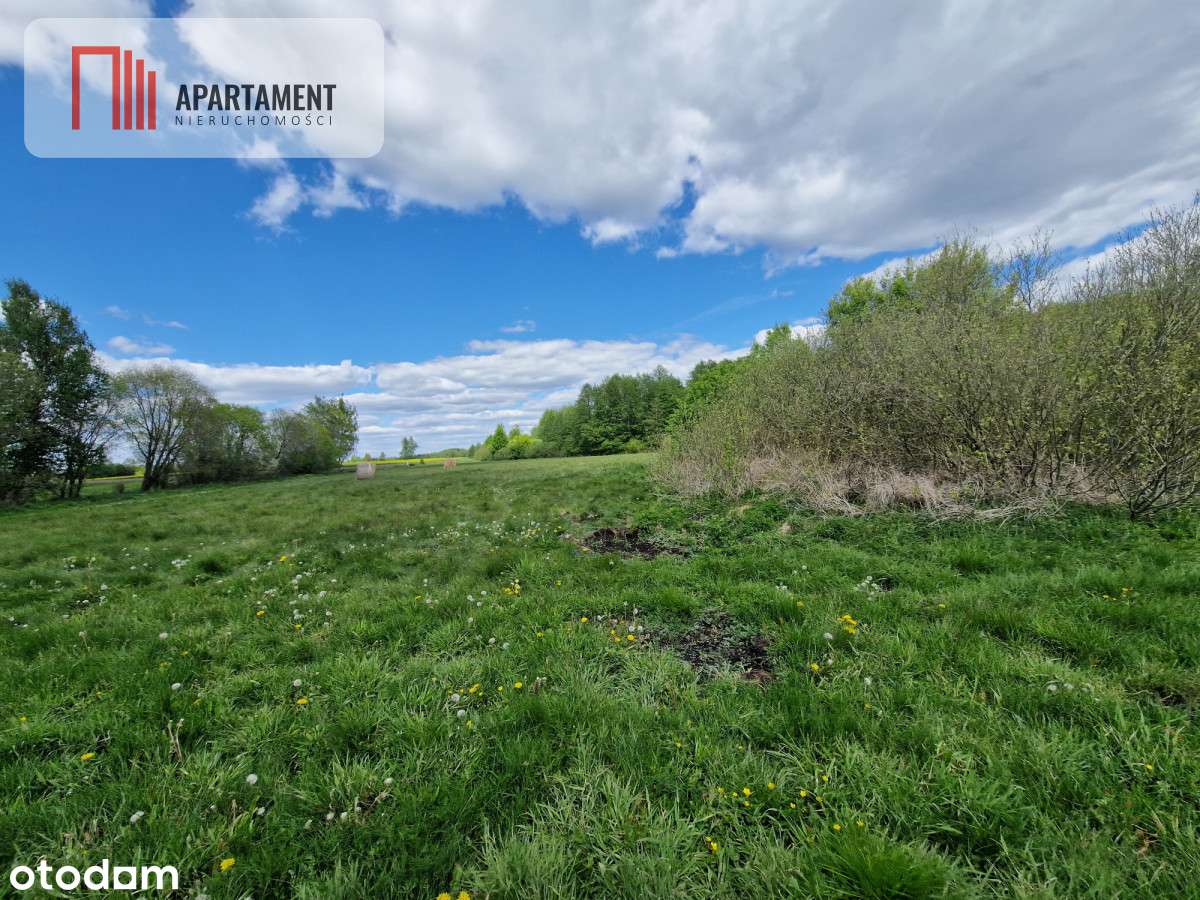 Duża działka, w niskiej cenie! Do negocjacji. - Pełny obrazek: 4/12