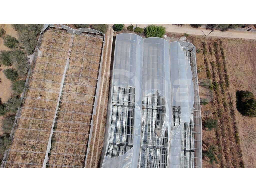 Terreno Agrícola com Estufas Preparadas para Produção em Hidroponia...-33