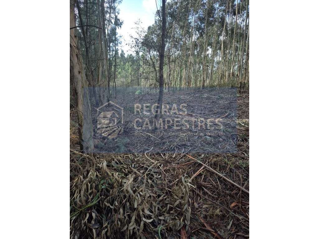 TERRENO RÚSTICO C/ VIABILIDADE DE CONSTRUÇÃO INDUSTRIAL 
BARRÔ - Á...-1