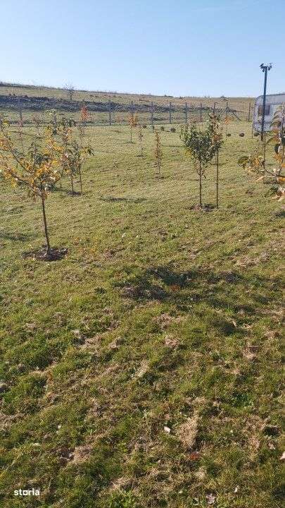 Teren extravilan 1000mp Centura nord - Imagine principală: 3/6