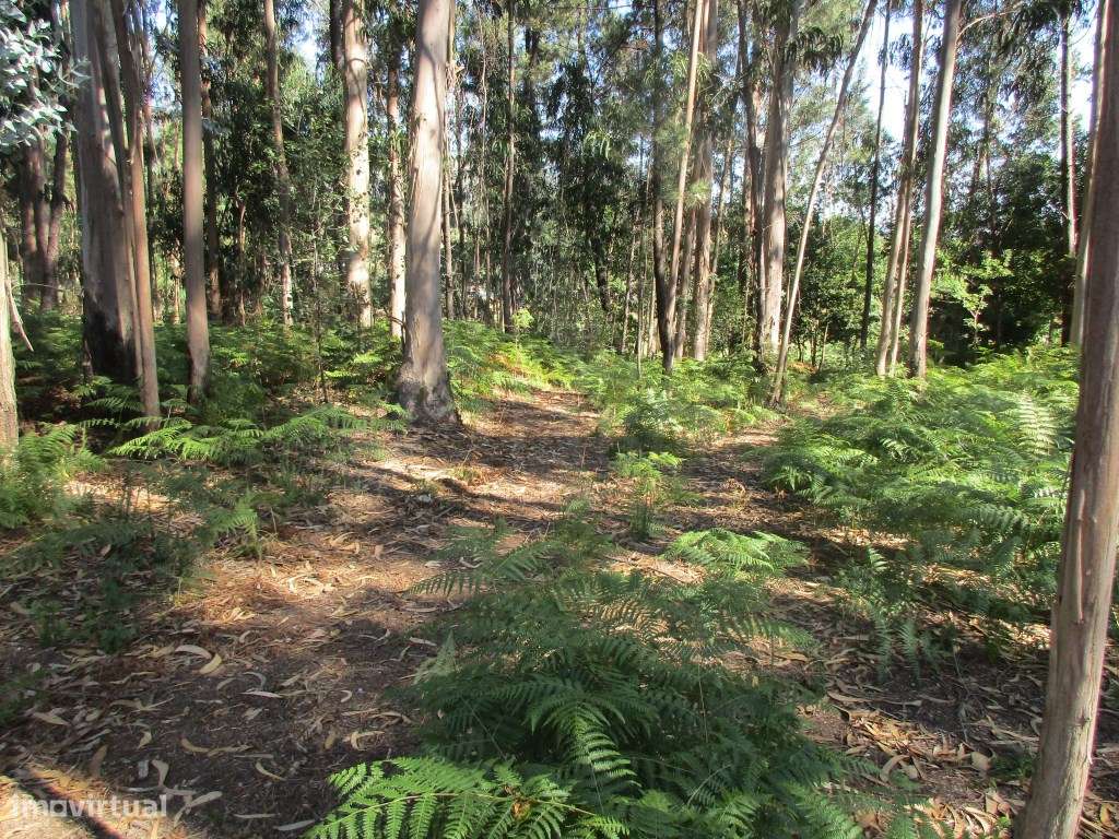 Terreno para construção em Queijada - Grande imagem: 4/5