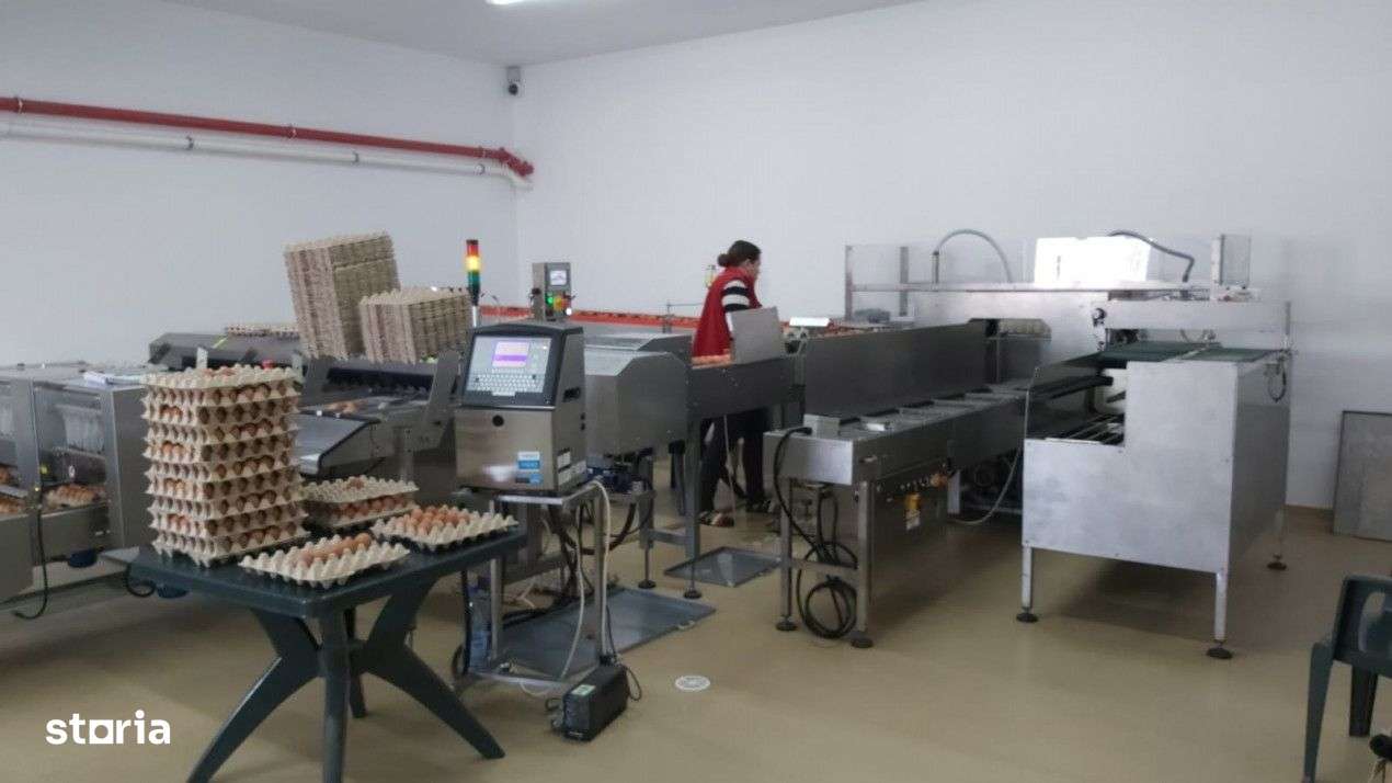 DE VÂNZARE Hala producție oua consum-7