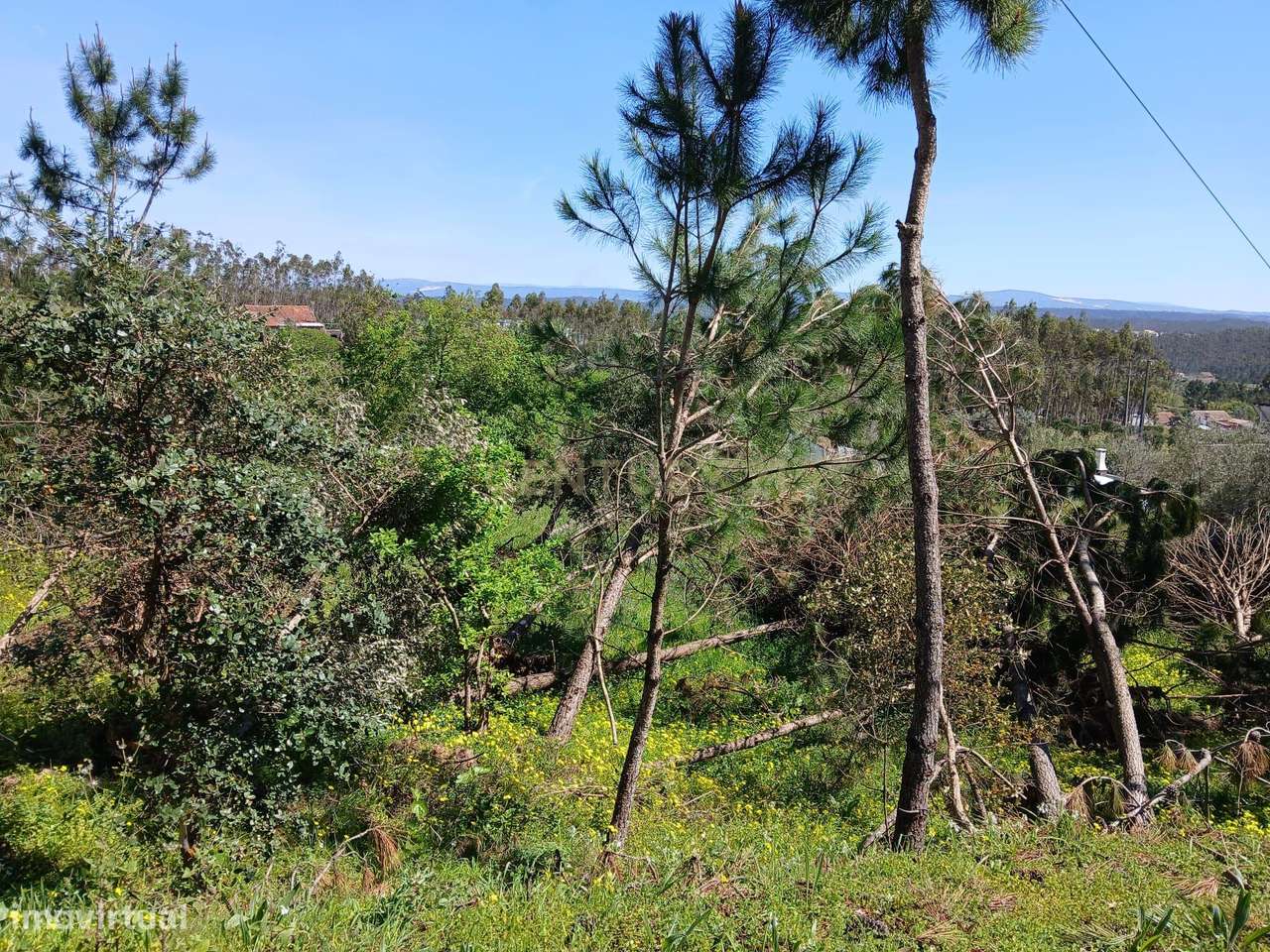Terreno Rústico com Potencial de Construção | Ribeira de Santo Amaro – - Grande imagem: 5/8