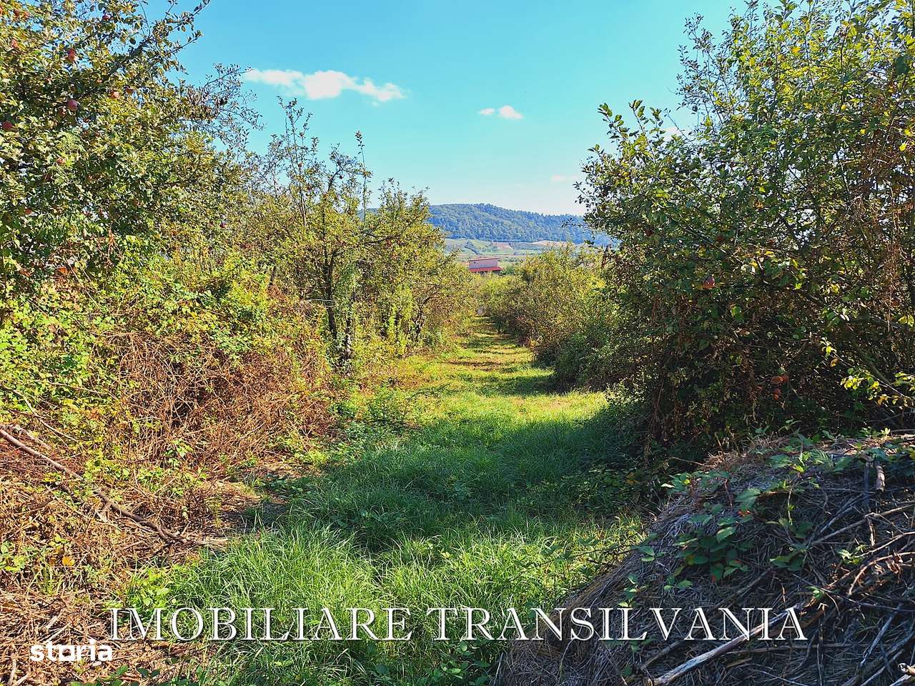 Casa si teren 25 ari - zona Viisoara, BN - Imagine principală: 4/11