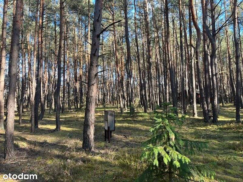 Syndyk sprzeda udział 1/2 w niezabudowanej działce w Nowym Żabieńcu - Pełny obrazek: 5/6