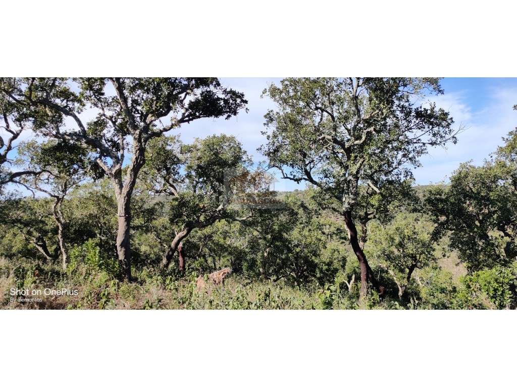 Terreno com 19ha a 8 km de Santiago do Cacem e a 20 km da Lagoa de ... - Grande imagem: 4/12