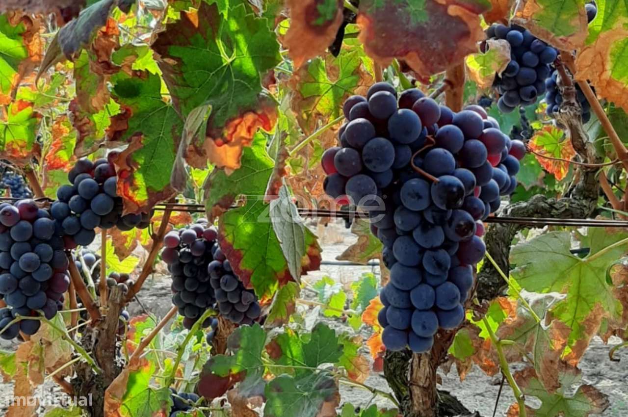 Herdade D. Alda - vinhas prestigiadas e premiadas! - Grande imagem: 1/23