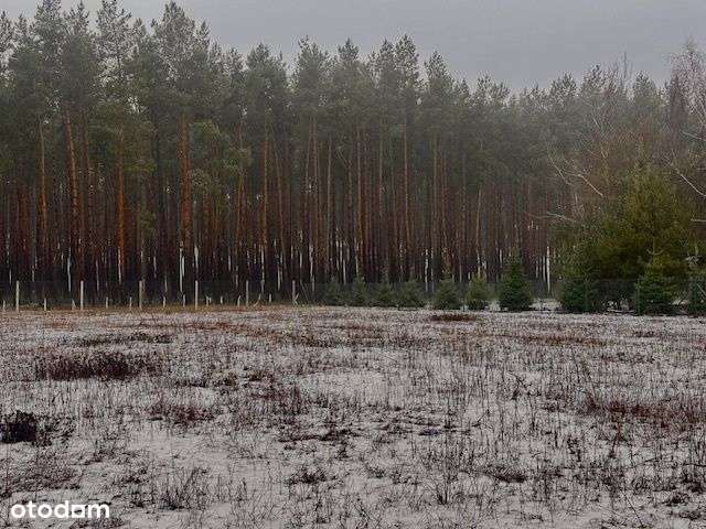 Murzynowo Leśne działka budowlana przy lesie-0
