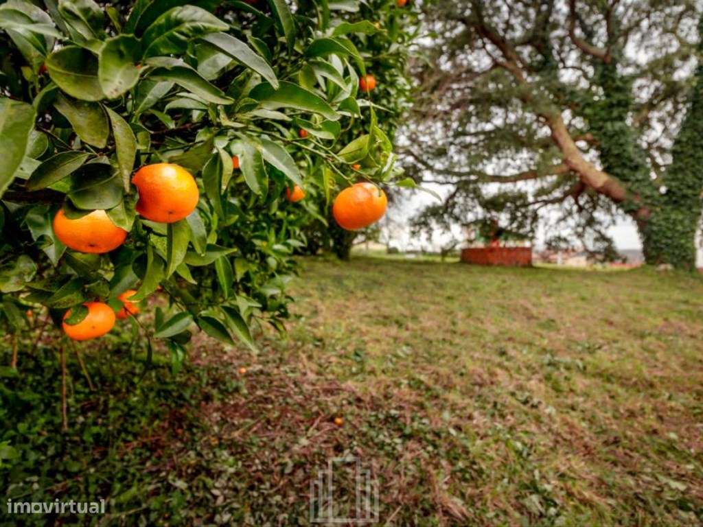 Lote - Salreu - Grande imagem: 5/11