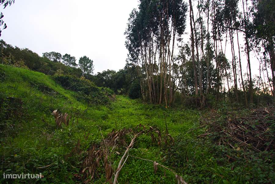 Grande propriedade, com floresta e 2 ruínas, Fraldeu, Óbidos-38