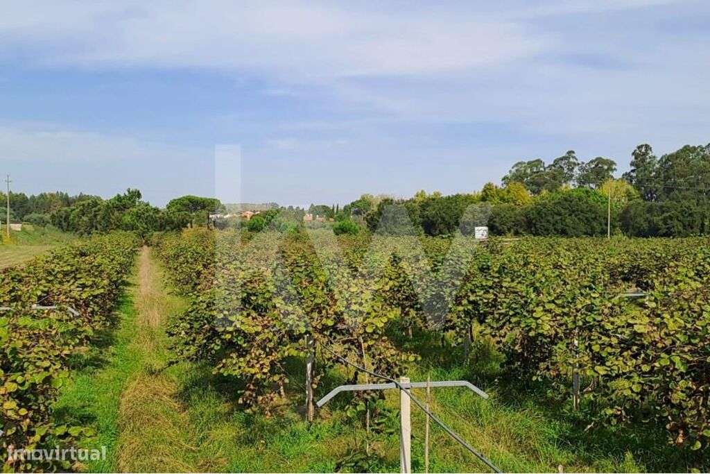 QUINTA DE 2,5 HA COM POMAR DE KIWIS, EM CANTANHEDE - Grande imagem: 2/26