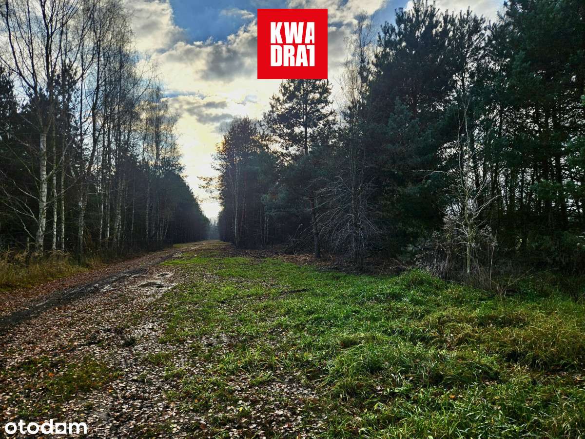 Osowiec 1274m2/MPZP - Pełny obrazek: 5/7