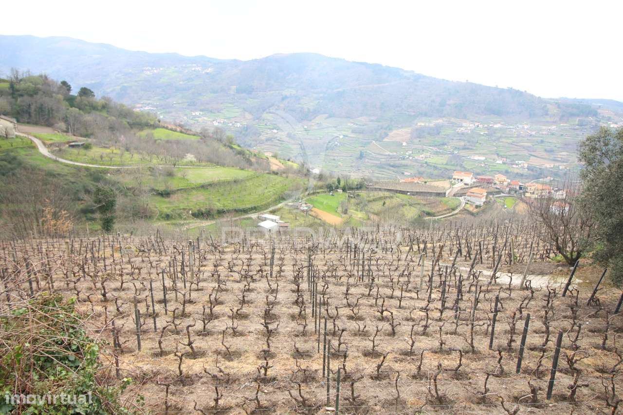 Quinta de Encanto no Douro - Grande imagem: 5/17