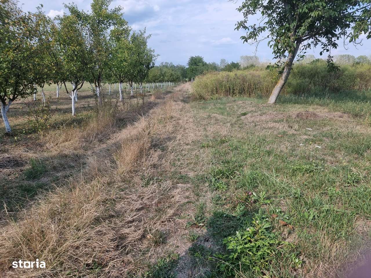 Casa in Dimoiu - Ulmi-11