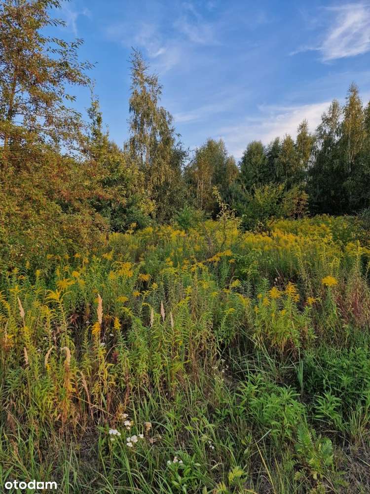 Działka w Stefanówce gm.Tarczyn-1