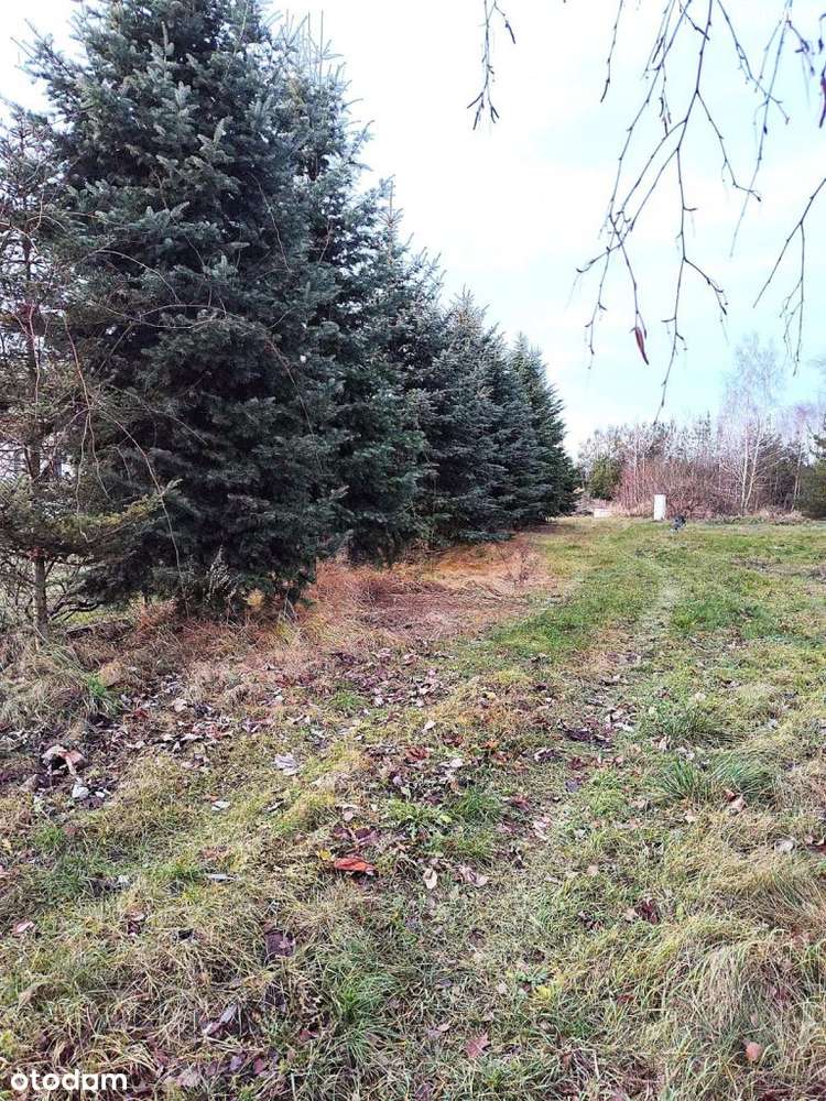 Działka budowlana Żelechów 1300m2 - Pełny obrazek: 5/6