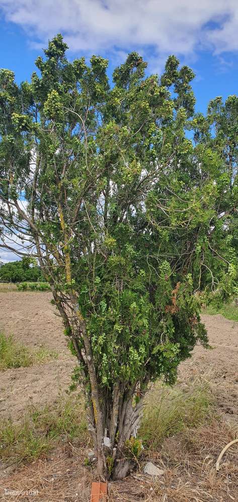 Quinta  5000m2 Viver no Campo Com a Cidade Por Perto Passil Alcochete-38