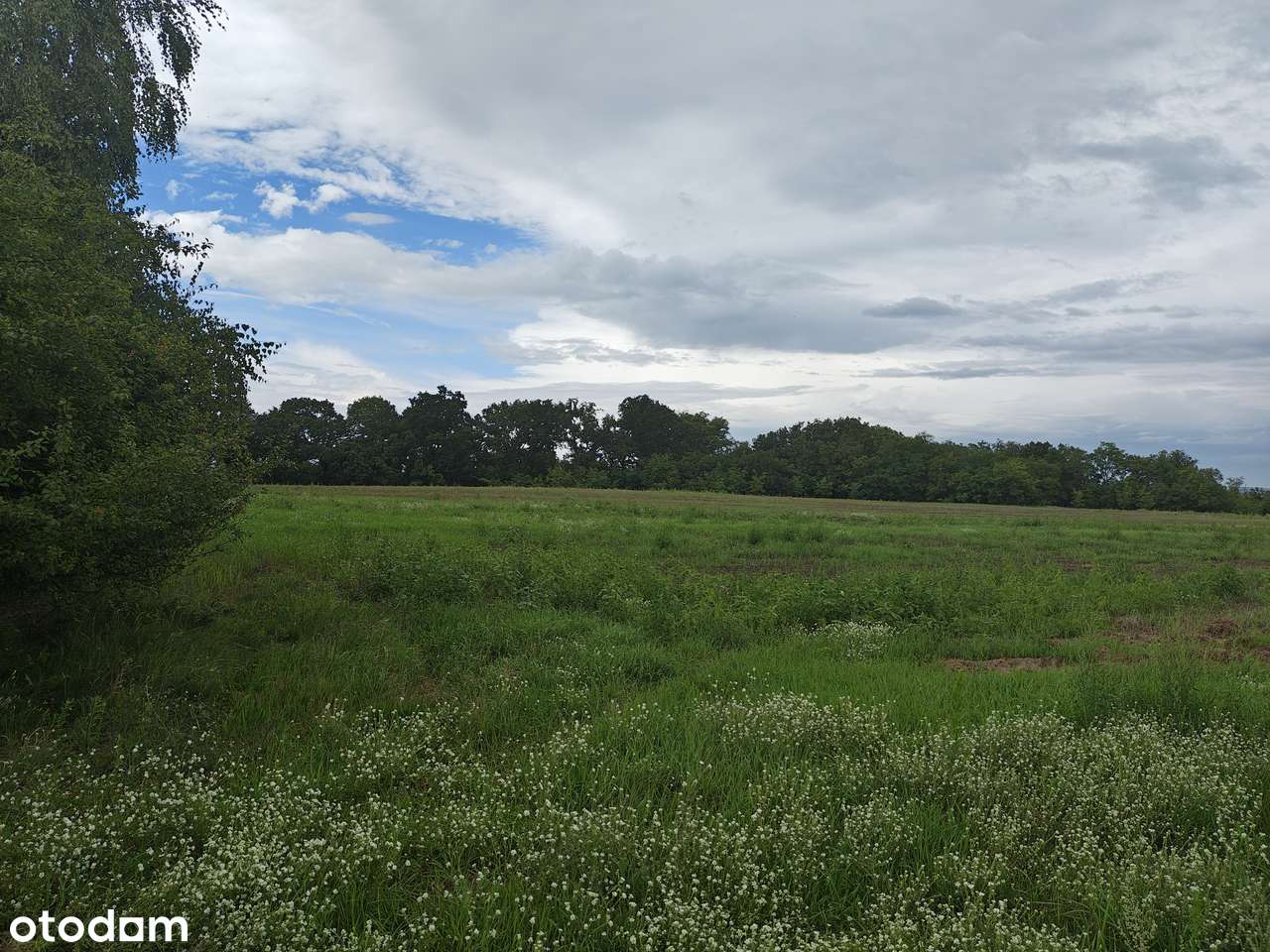 Sprzedam działkę 19900 m² w urokliwej okolicy - możliwość podziału - Pełny obrazek: 3/7