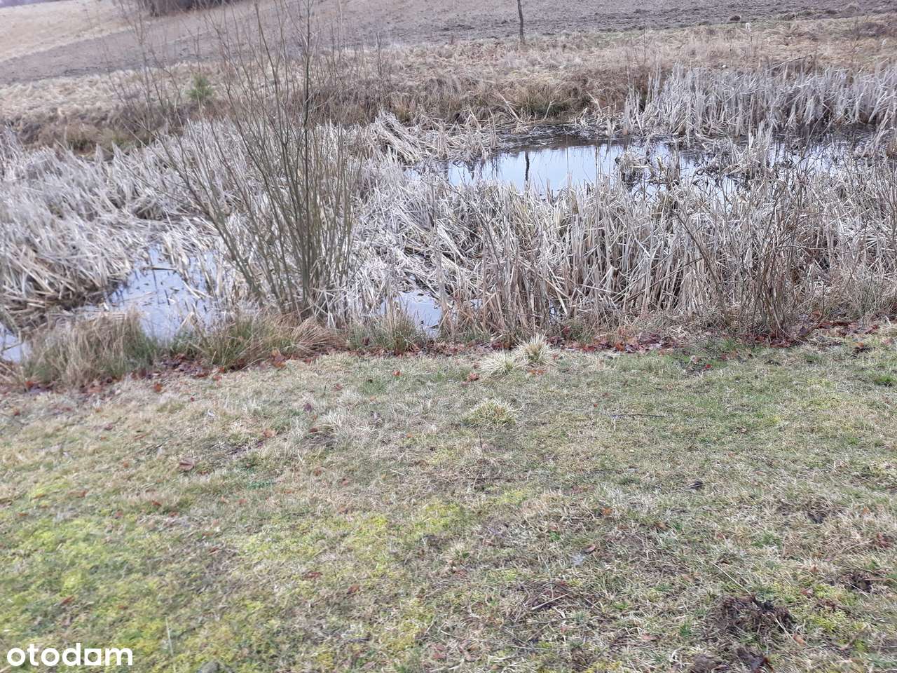 DOM gospodarstwo do wynajęcia 9000 m działka - Pełny obrazek: 4/9